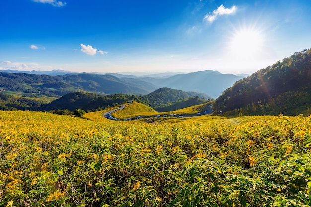 Tung Bua Tong Mexican sunflower field at Mae Hong Son Province in Thailand.