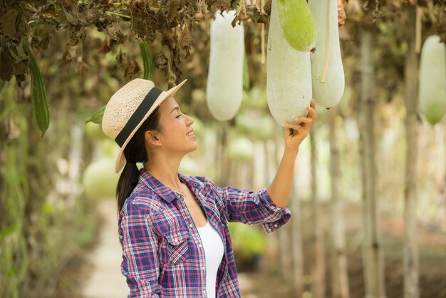 tunnel Winter Melon And have farmers to take care of the farm