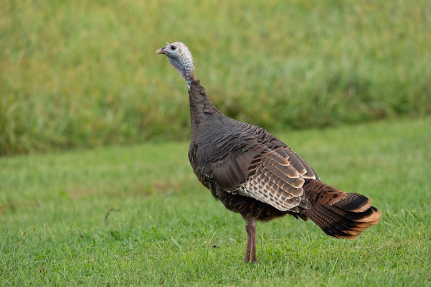 Turkey in a green grassy field at daytime