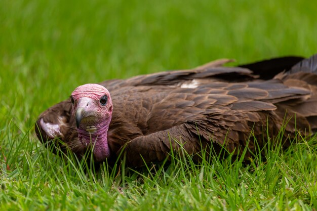 Turkey with a pink head and black beak sitting on the grass in the Gambia