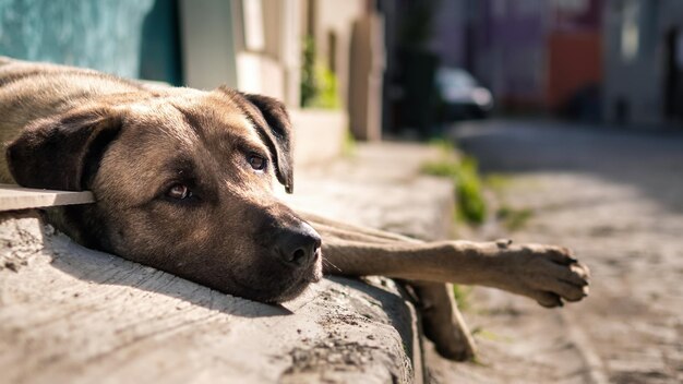 Турецкая местная бездомная собака с грустными глазами смотрит в камеру на улице