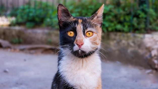Турецкий трехцветный кот смотрит в камеру в парке Стамбула