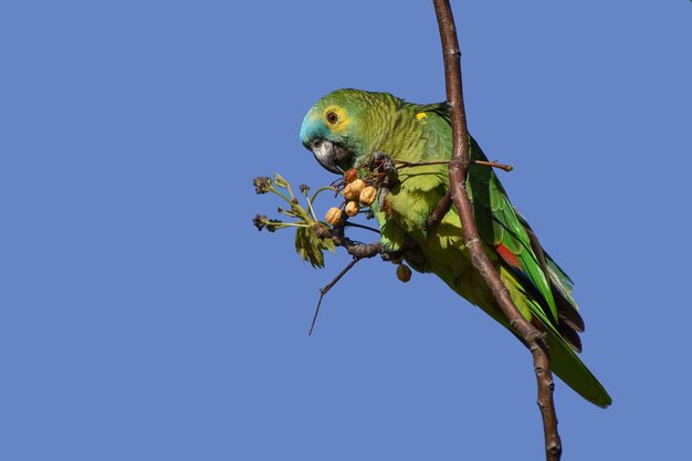 Turquoise-fronted amazon (Amazona aestiva) in the wild