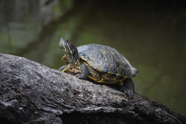 Free photo turtle creeping up a fallen tree in the swamp