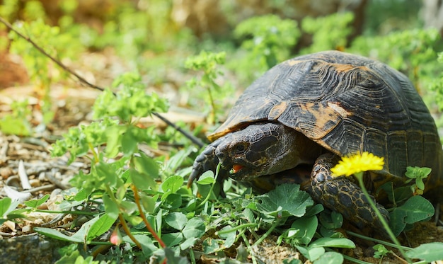 Turtle eats grass on the lawn next to blooming dandelion spring on the aegean coast wild animals in the ecosystem of cities