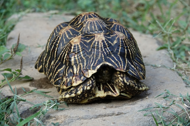 Бесплатное фото Черепаха внутри его оболочки