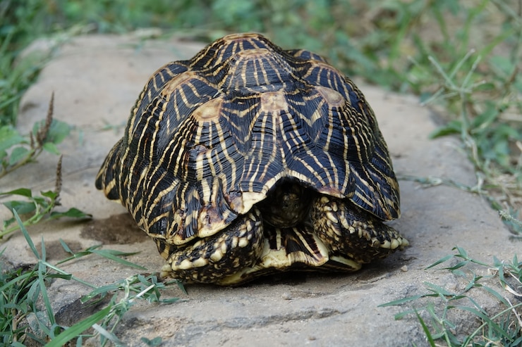 Free Photo turtle inside its shell