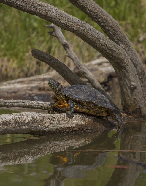 Turtle standing on a broken tree in the water