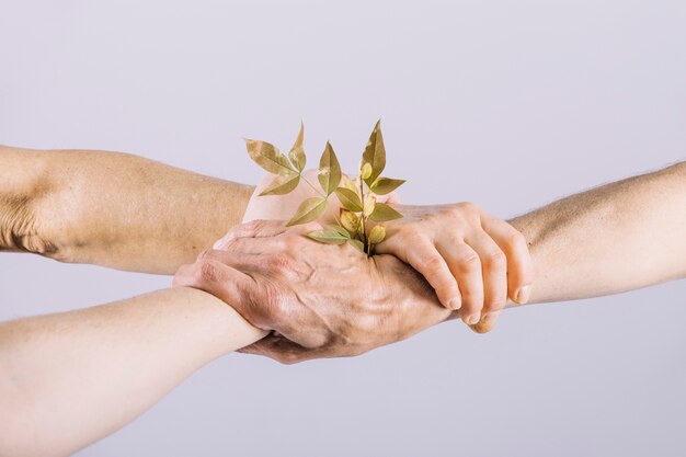 Twig in the holding hands isolated over white background