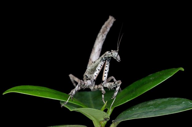 Twig Mantis popa Spurca крупным планом на черном фоне Twig Mantis popa Spurca крупным планом с бокового вида