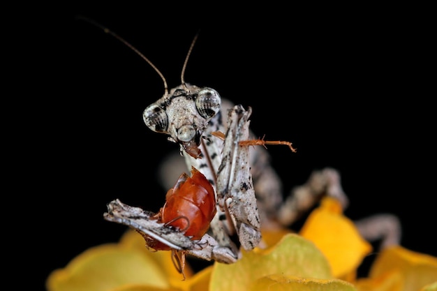 Twig Mantis popa Spurca крупным планом на черном