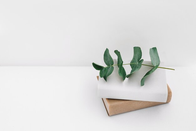 Twig on two books against white background