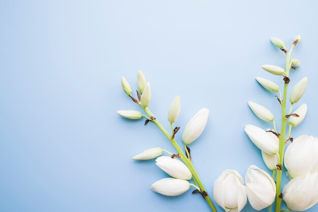 Twig of white beautiful flowers on blue background