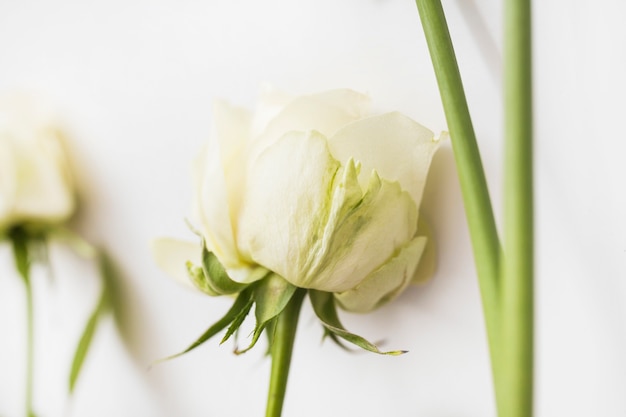 Free photo twig and white rose on white background