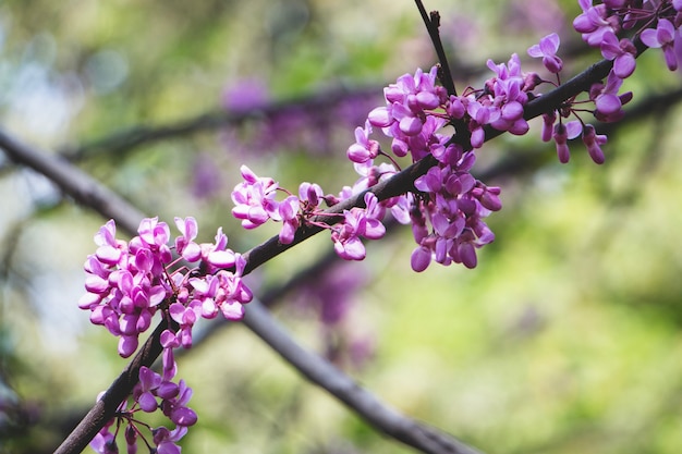 Twig with blooms