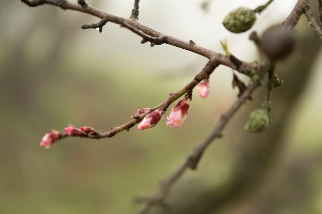 Twig with flowering plants