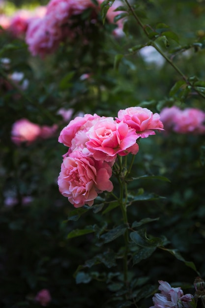 Twig with pink flowers