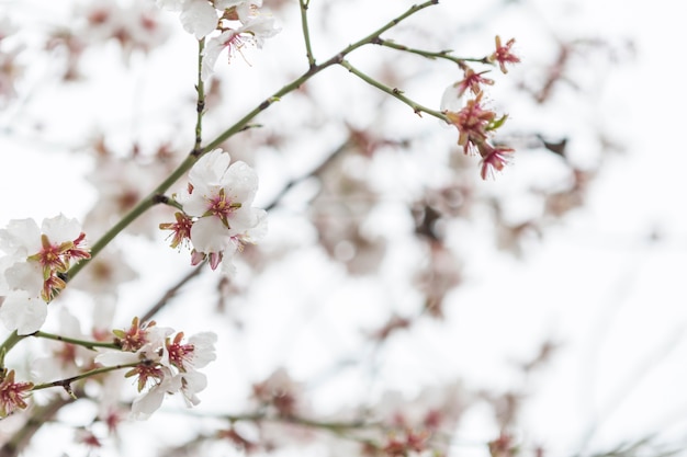 Twig with pretty almond blossoms