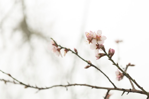 Twigs in bloom with blurred background