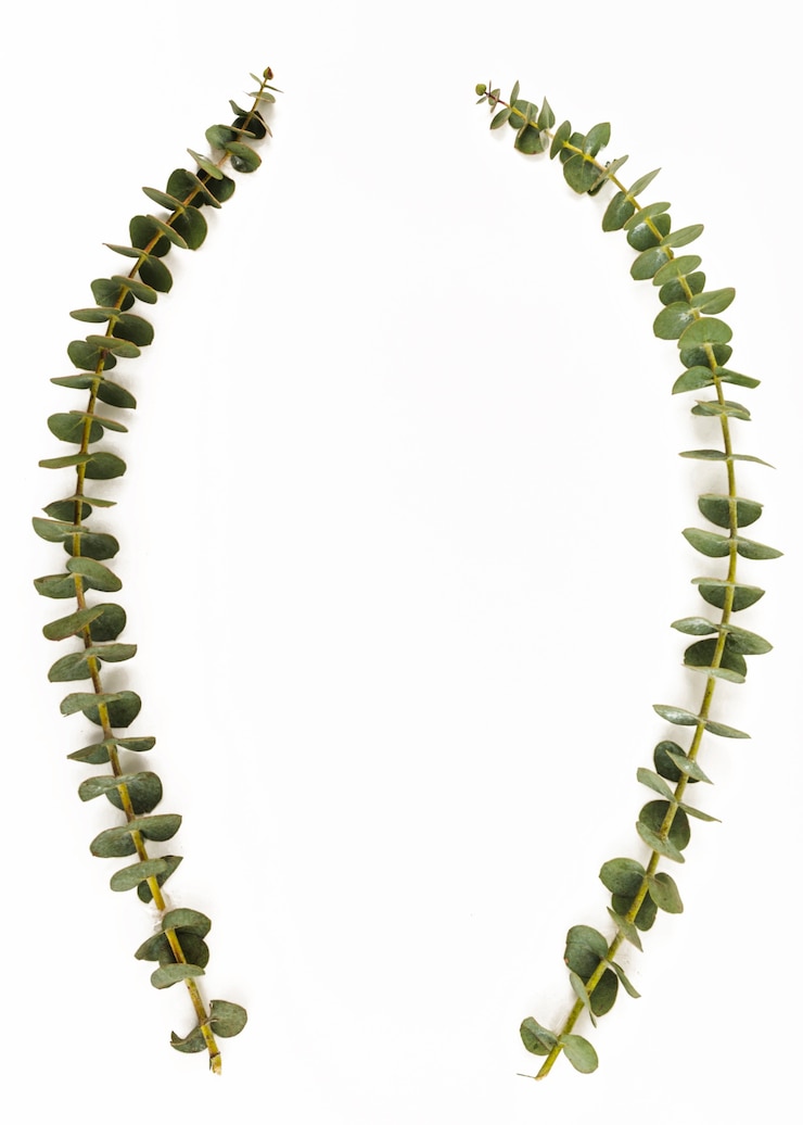 無料Photo エキゾチックな植物の枝