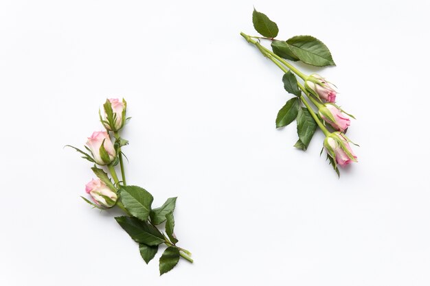 Twigs of roses on white