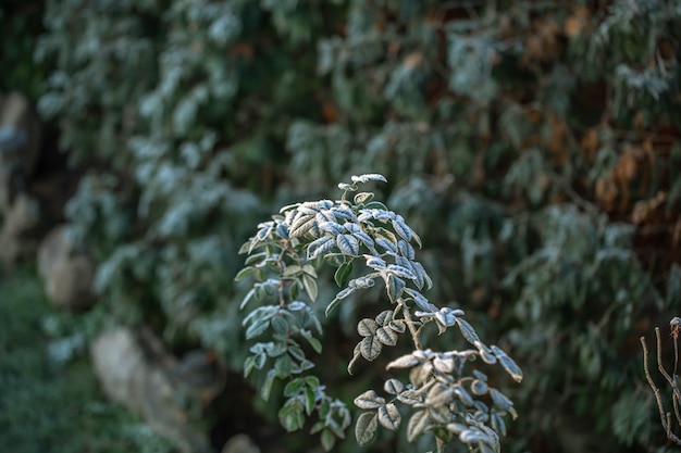 Ветки дикорастущих растений морозным утром в лесу.