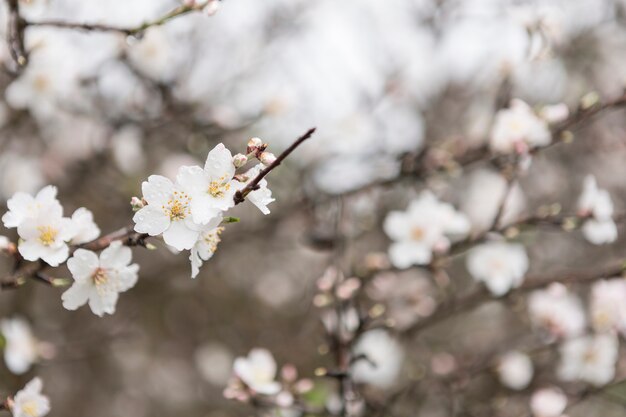 偉大なアーモンドの花と焦点の定まらない背景と小枝