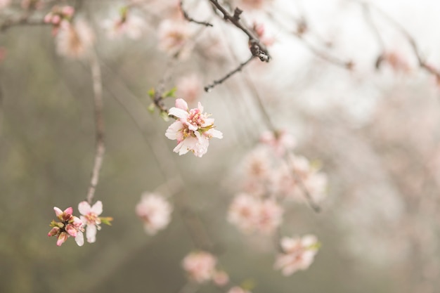 Foto gratuita ramoscelli con fiori rosa e sfondo sfocato