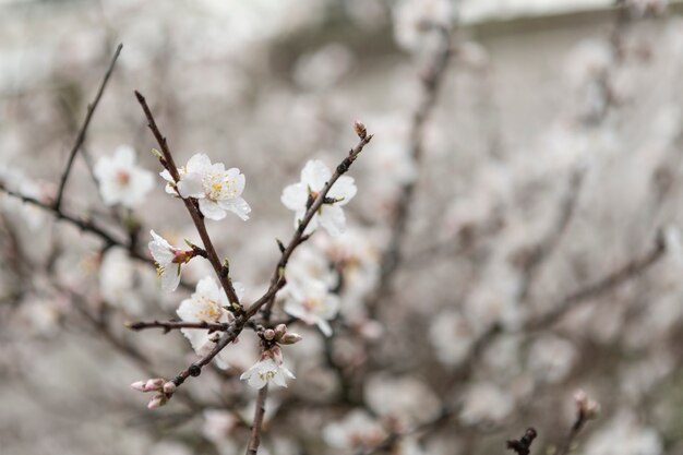 Free photo twigs with pretty blossoms and blurred background