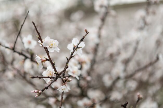 Twigs with pretty blossoms and blurred background