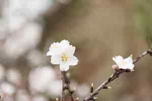 無料写真 白いアーモンドの花とぼやけた背景と小枝