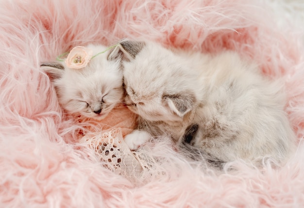 사랑스러운 작은 래그돌 고양이 두 마리는 스튜디오에서 신생아 스타일의 사진 촬영을 하는 동안 분홍색 복숭아 모피와 머리에 꽃을 얹은 뜨개질 담요로 포대기에 함께 잠을 자고 있습니다. 귀여운 키티 고양이 초상화