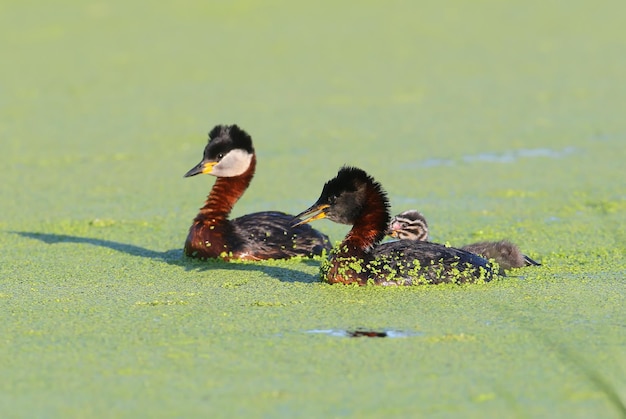 Two adults red-necked grebe (podiceps grisegena) and a chick swim on a green carpet of aquatic vegetation