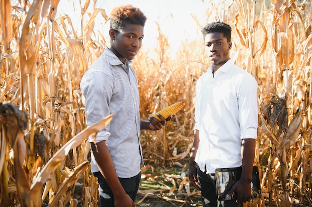 두 명의 아프리카 농부가 옥수수 밭에서 수확을 확인합니다.