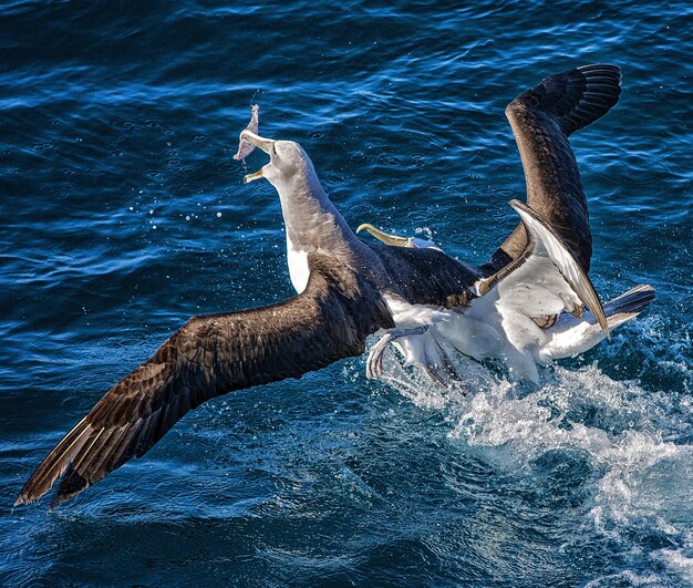 Two albatrosses fighting over food in the ocean in Wellington Harbour, New Zealand