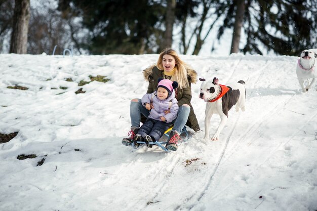Two American bulldogs run behind a blonde woman with little girl on the sledge