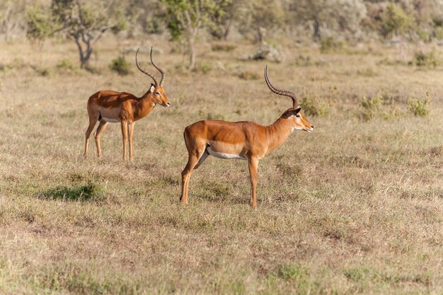 Two antelopes in the savanna