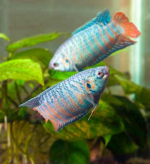 Premium Photo Bright Freshwater Symphysodon Discus Amazon River Fish Premium Photo Bright Freshwater Symphysodon Discus Amazon River Fish