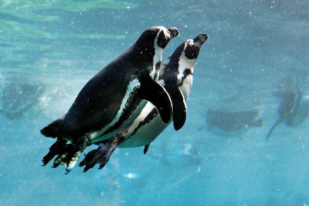 Free photo two auks swimming in water in winter