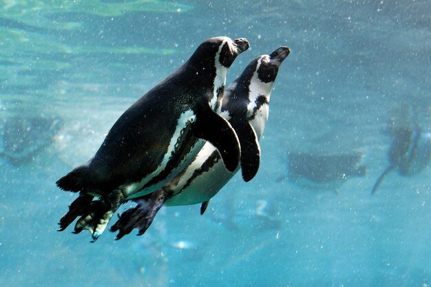 冬に水で泳ぐ2つのウミスズメ