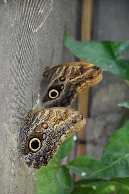 Две бабочки-сипухи отдыхают на экранированной площадке