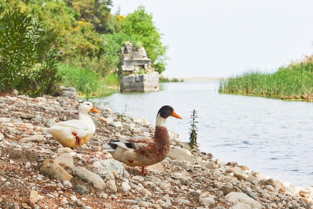 Two beautiful ducks on the lake on the rocks.