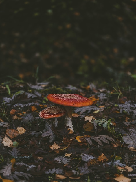 Free photo two beautiful edible mushrooms growing among fallen leaves