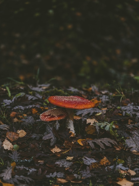 two beautiful edible mushrooms growing among fallen leaves