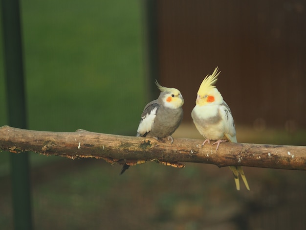 Two birds in a branch