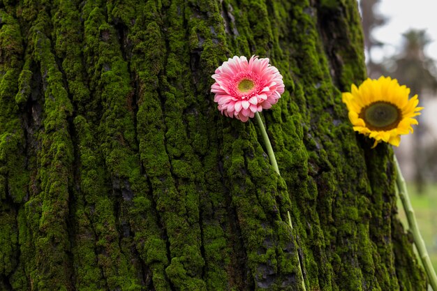 Two bright flowers on tree bark