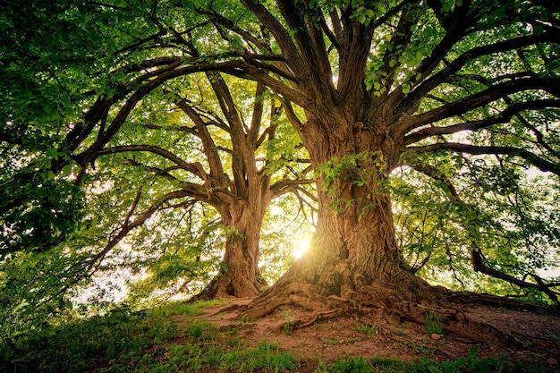 Two brown trees