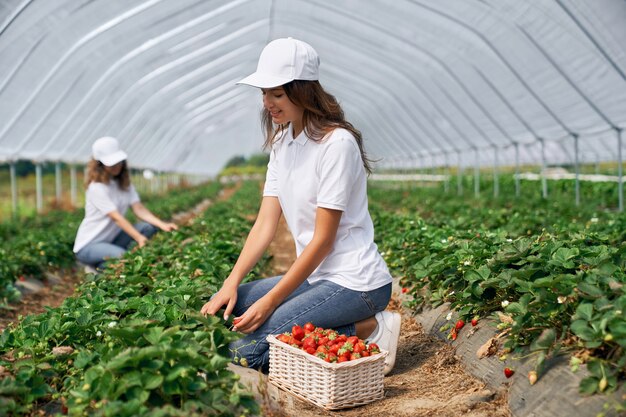 Two brunettes are picking strawberries in greenhouse