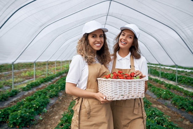 Two brunettes with basket of strawberries in greenhouse