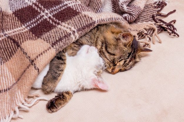 2​匹​の​猫​が​格子縞​の​下​で​抱き締めて​眠る